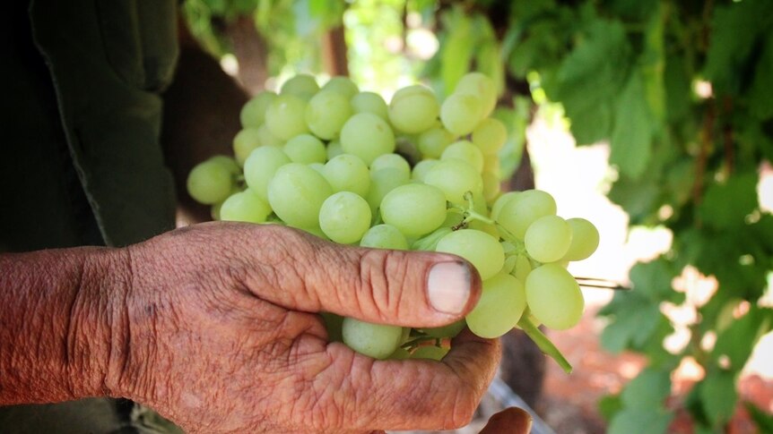 Green table grapes in farmers hand