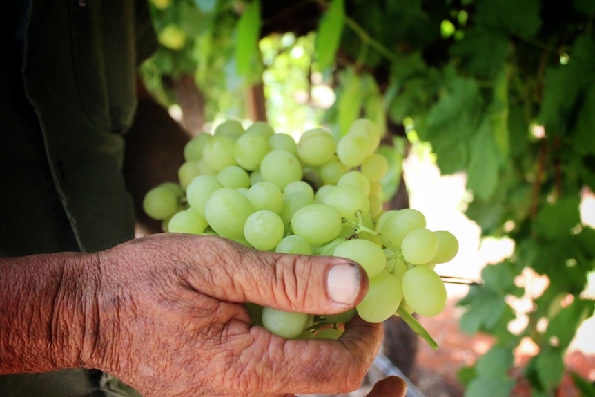 A hand holding a bunch of green grapes