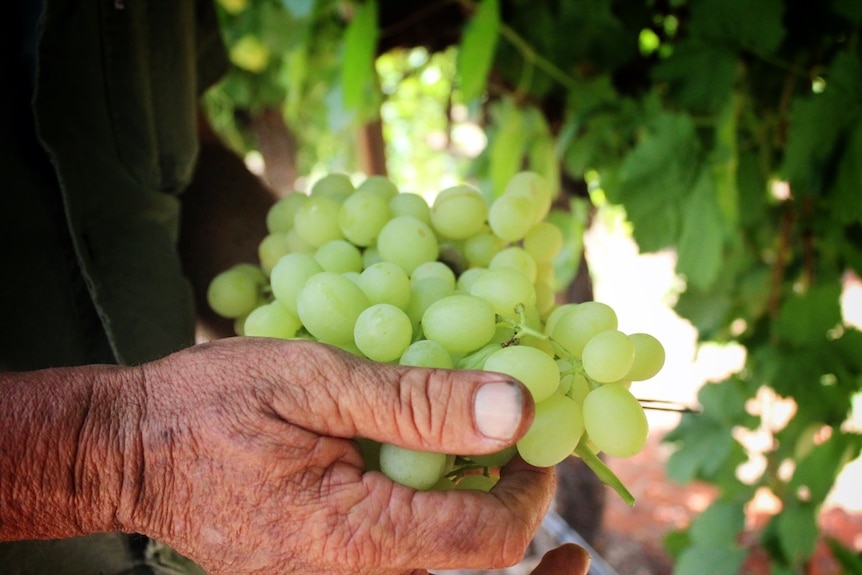 A hand holding a bunch of green grapes