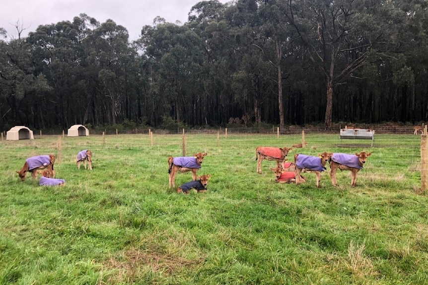 Eight calves lounge out on a paddock wearing little coats to keep them warm.