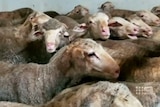 Dozens of dirty sheep are seen crowded into a small space.