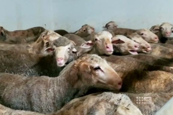 Dozens of dirty sheep are seen crowded into a small space.