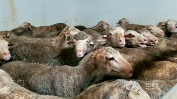 Dozens of dirty sheep are seen crowded into a small space.