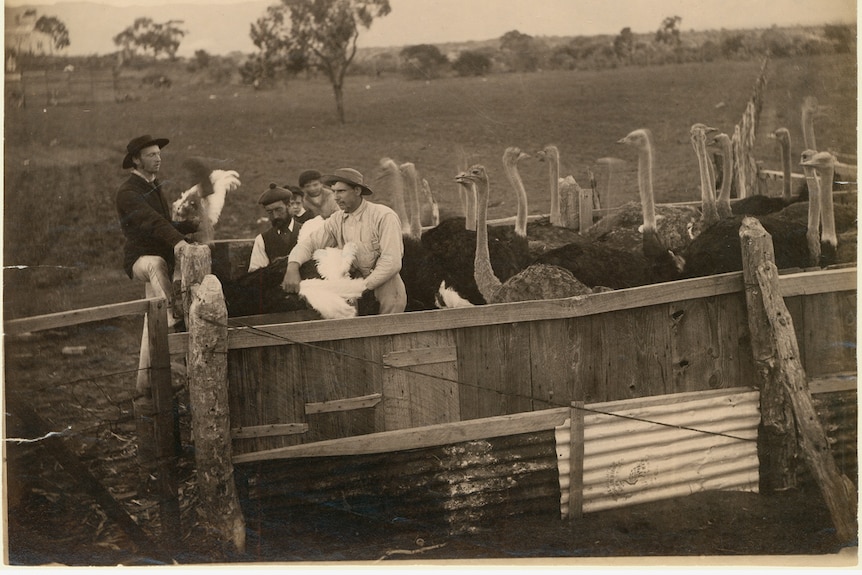 A black and white photo of two men and a flock of ostriches