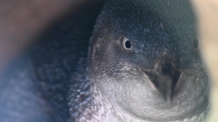 A little penguin stares out of its burrow