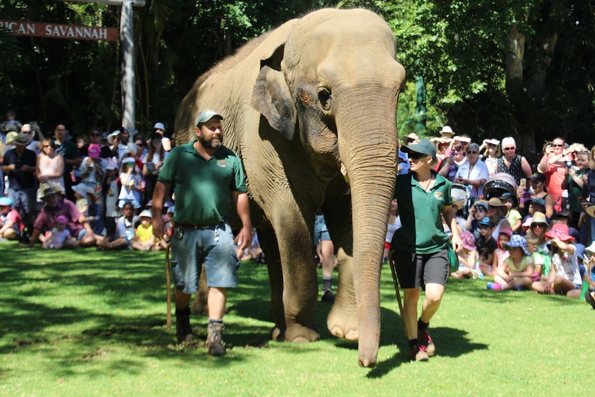 Perth Zoo's Tricia the elephant is led to a birthday cake made of bran and fruit.