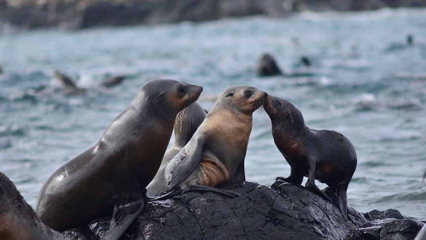 Two seals appear to be kissing at Seal Rock in Victoria