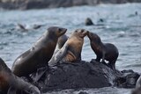 Two seals appear to be kissing at Seal Rock in Victoria