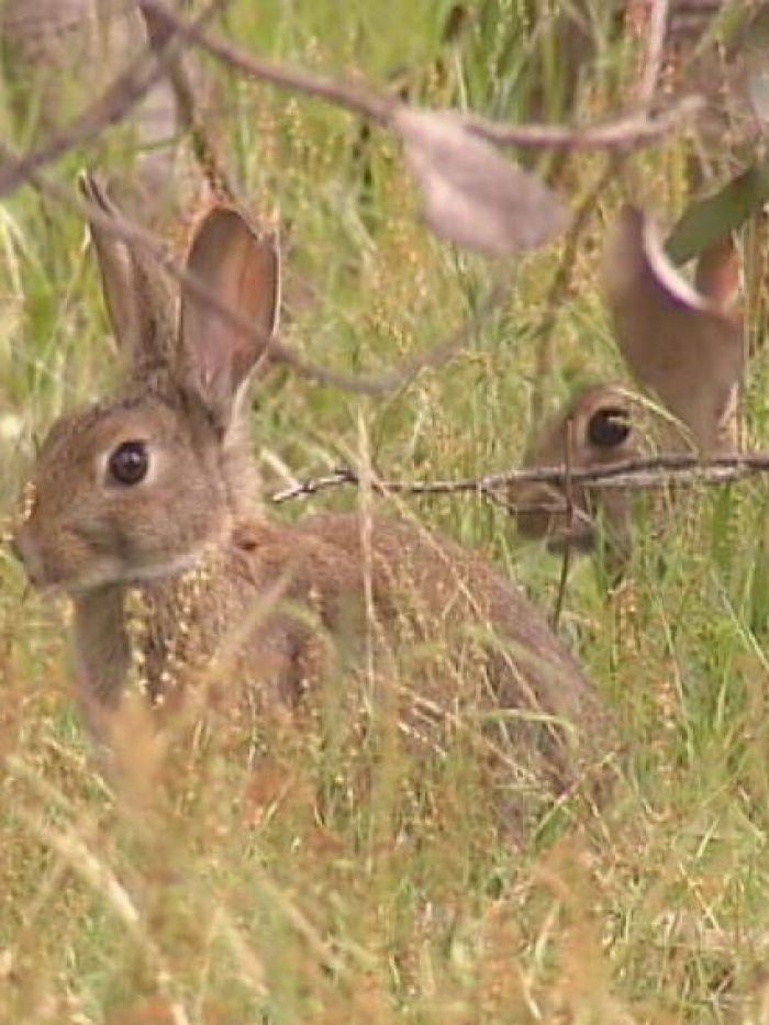Rabbits invade from the north - ABC News