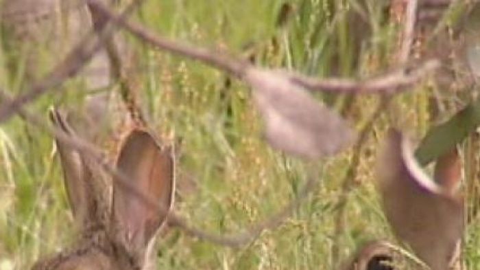 Video still: Two rabbits in Canberra, good generic