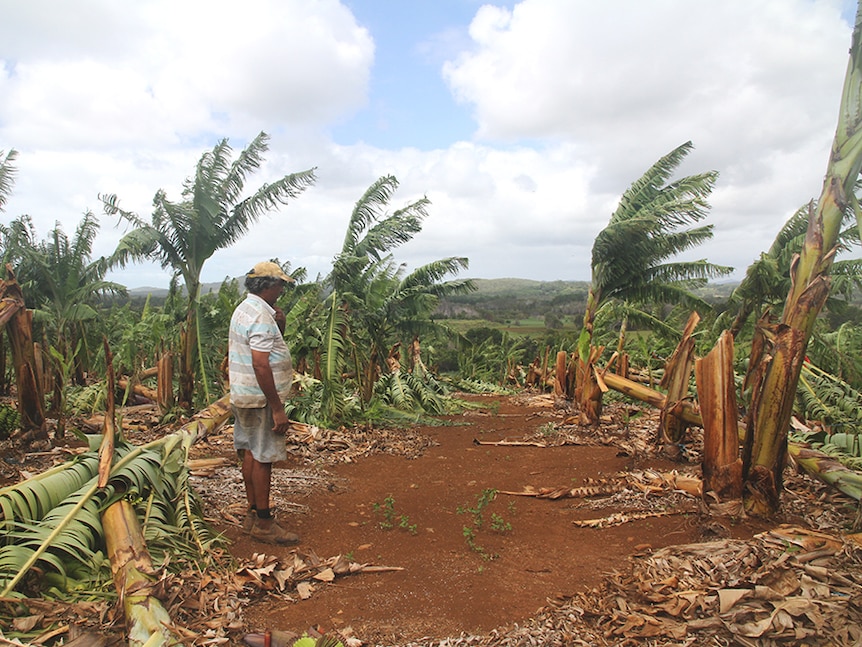Banana farmer inspects cyclone damage to crop.