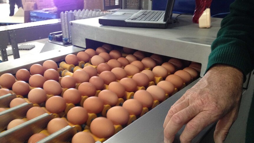 Farmers concerned about McDonalds cage egg decision