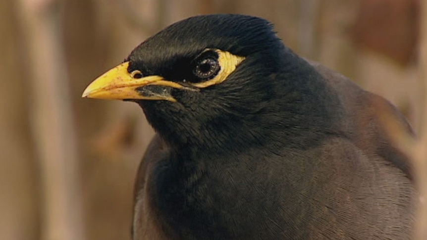 Indian Myna bird