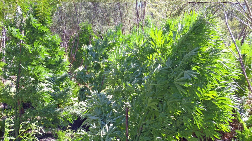 Cannabis plants