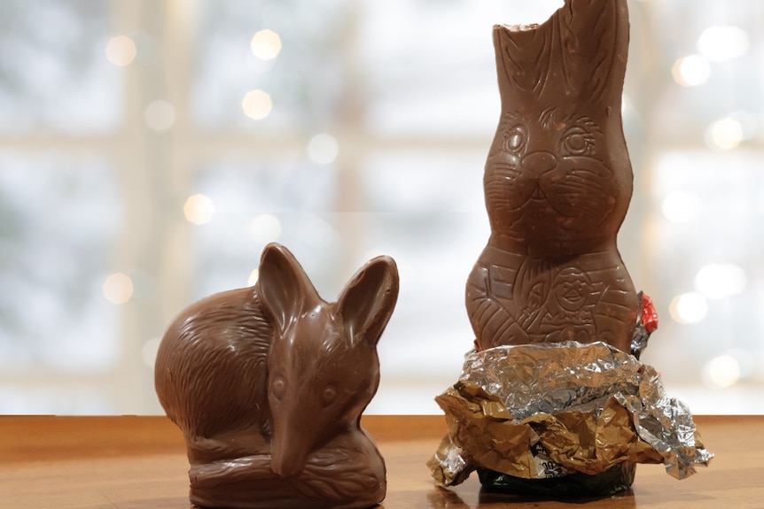 chocolate rabbit and bilby