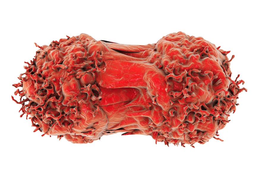 Fleshy illustration of two red cancer cells dividing