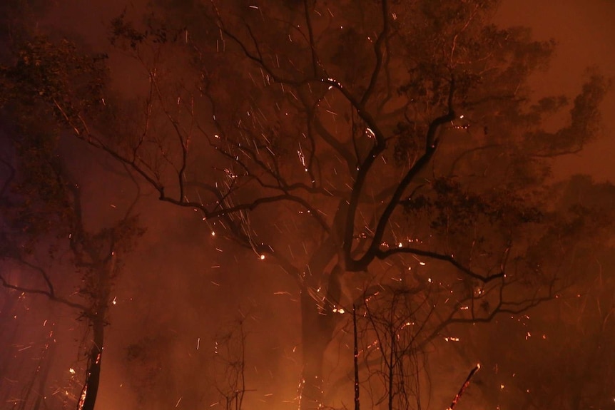 Embers rain down on an eerie bushfire red background