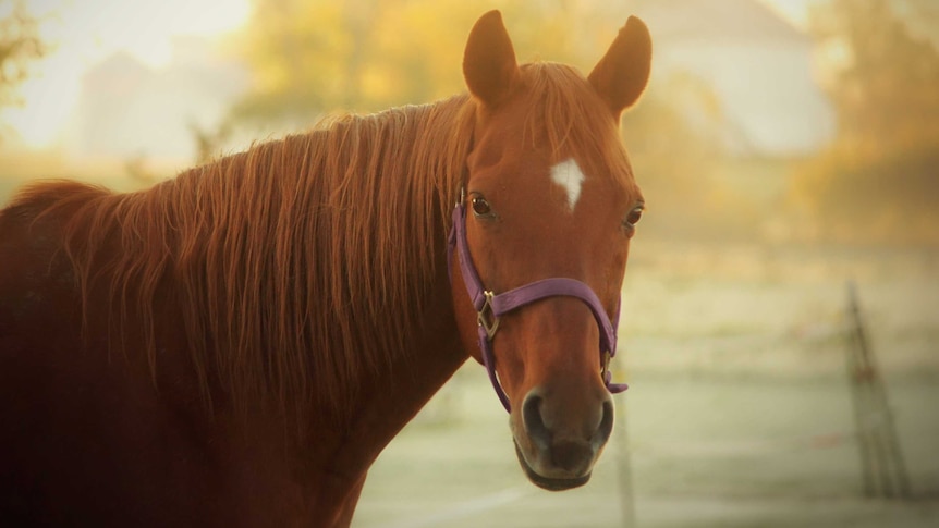 A thoroughbred horse stands in a field for a story on people who feel conflicted about horseracing after reports of mistreatment