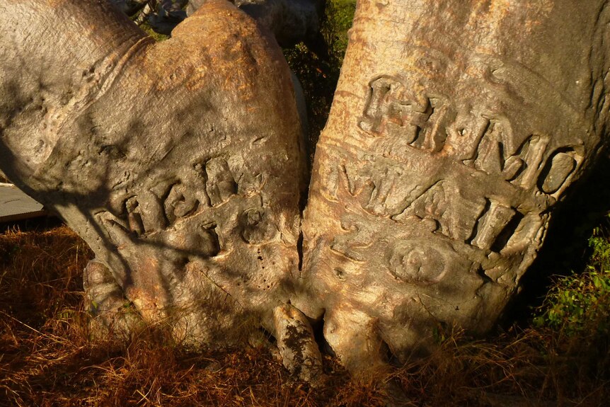 A boab tree carved with the inscription HMC Mermaid 1820.