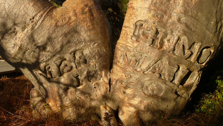 A boab tree carved with the inscription HMC Mermaid 1820.