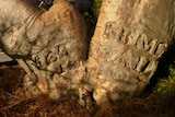 A boab tree carved with the inscription HMC Mermaid 1820.