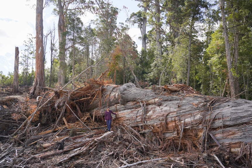 A giant tree lying on the ground in a cleared area with a person standing next to it, and standing forest in the background.