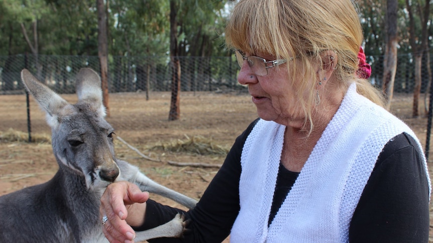 Les réclamations d’assurance contre les collisions avec des animaux montrent que Dubbo a le taux de mortalité routière le plus élevé de NSW