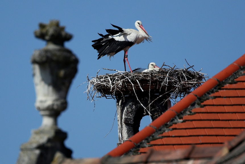 White storks