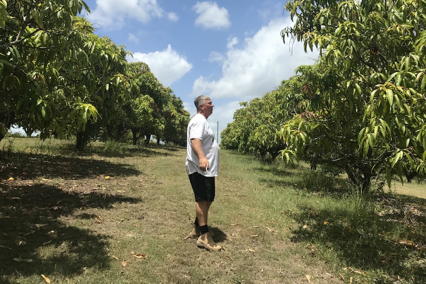 Brian standing in his orchard with mangoes.