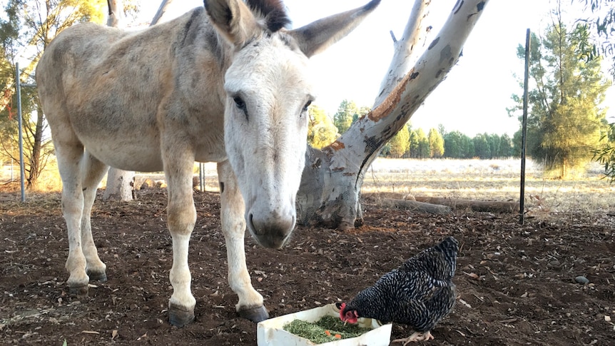 Tully the donkey stands by his feed bucket with a chook stealing his food