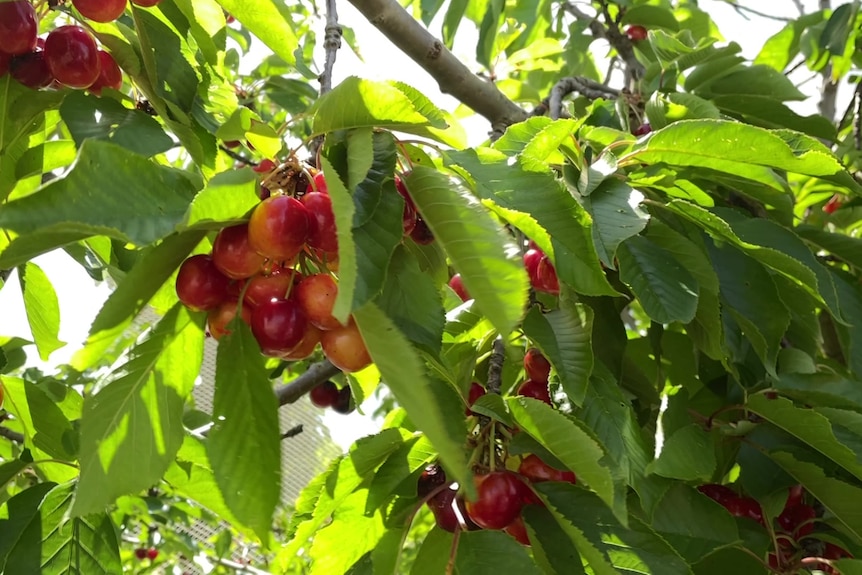 White cherries on a leafy green tree in a cherry orchard.