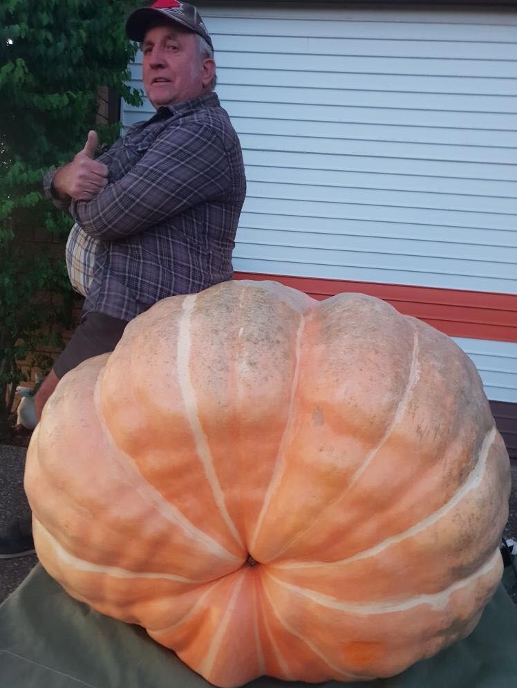 A man sitting on a giant pumpkin gives the thumbs up