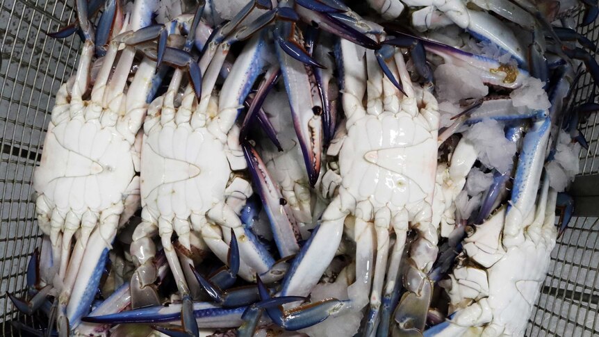 Blue swimmer crabs caught off the coast of WA in a basket ready for cooking and processing