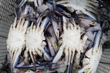 Blue swimmer crabs caught off the coast of WA in a basket ready for cooking and processing