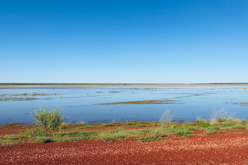 Fitzroy River floodplains.jpg