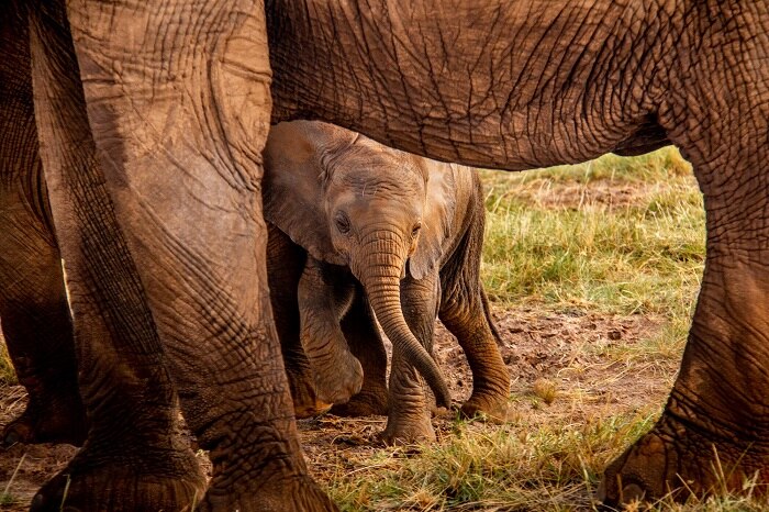 A baby elephant peaks out from behind its mother's legs