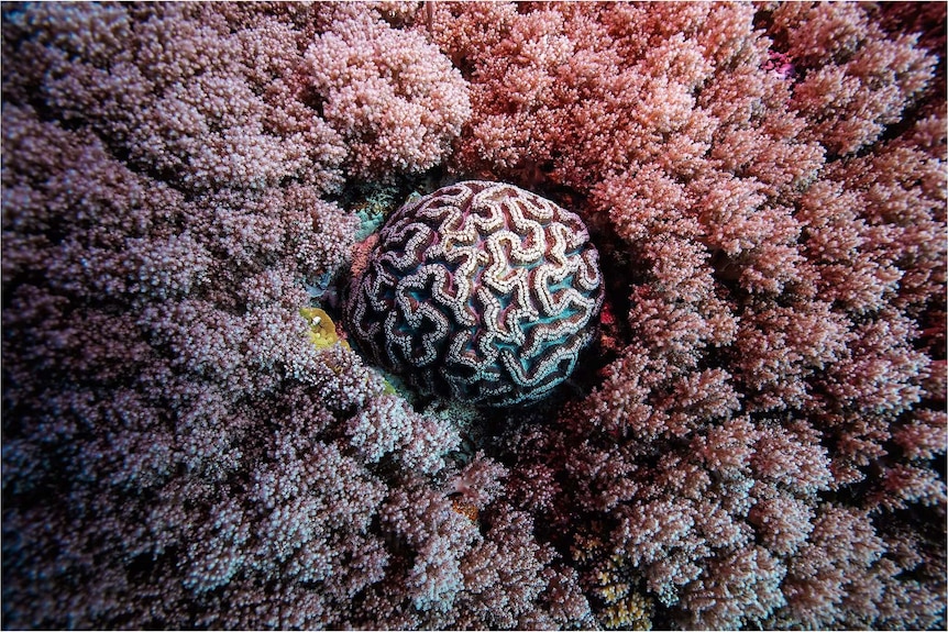 A vivid pink bed of coral with a central piece that looks like a brain.