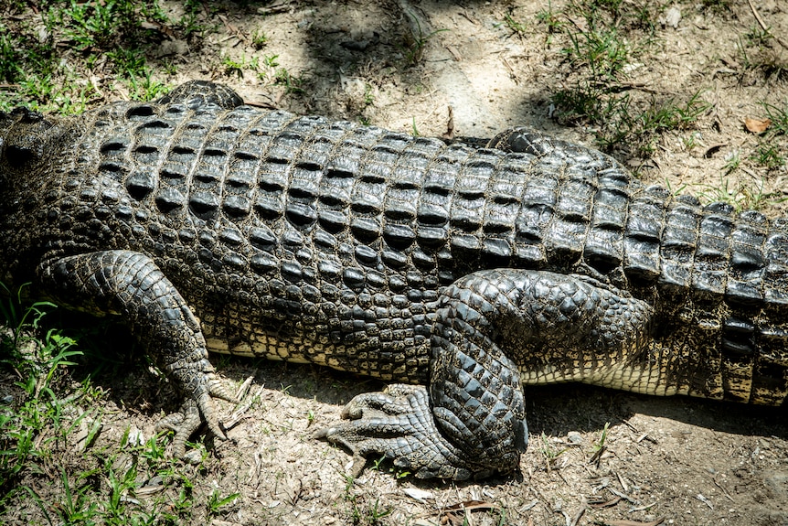 The body of a crocodile. 