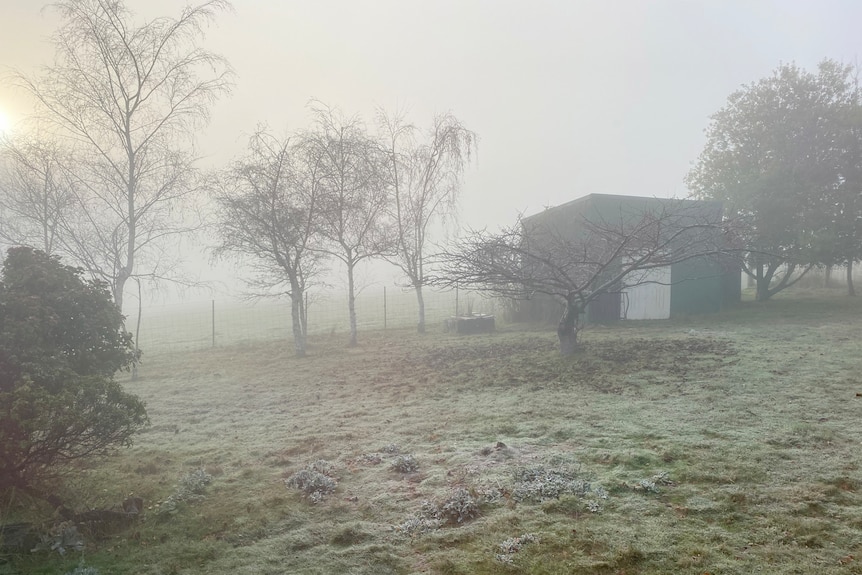 Fog in the air and frost on the ground in a backyard.