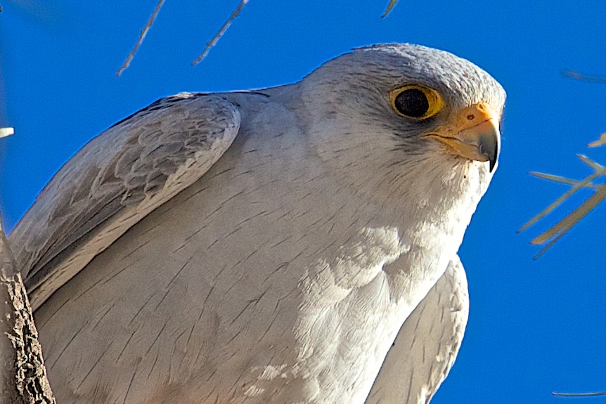 Grey Falcon sitting on branch