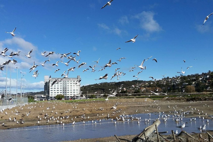 Hundreds of seagulls flock near the Tamar River