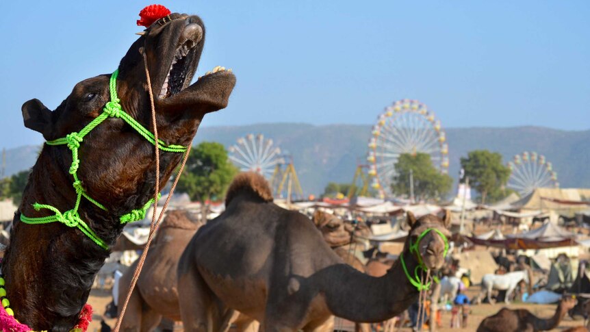 A camel grunts to the sky at the annual Pushkar ka Mela
