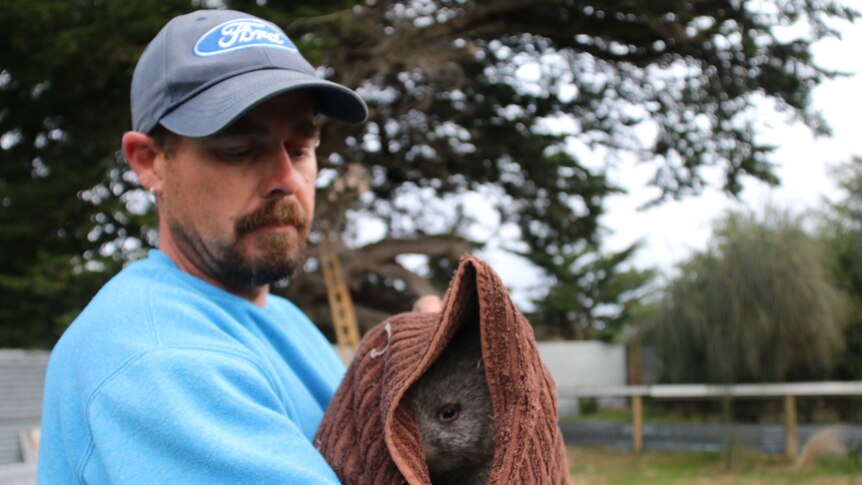 Wombat carer Brendon Dredge holds TC, a wombat orphaned by mange.
