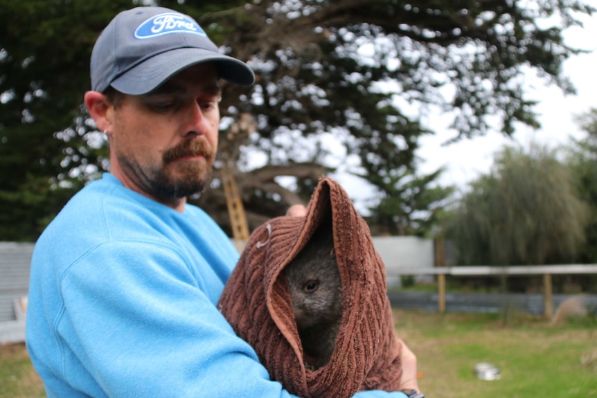 Wombat carer Brendon Dredge holds TC, a wombat orphaned by mange.