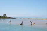 People are swimming and paddle boarding at the entrance to Coffs Creek on a clear day, creek banks and ocean in the background.