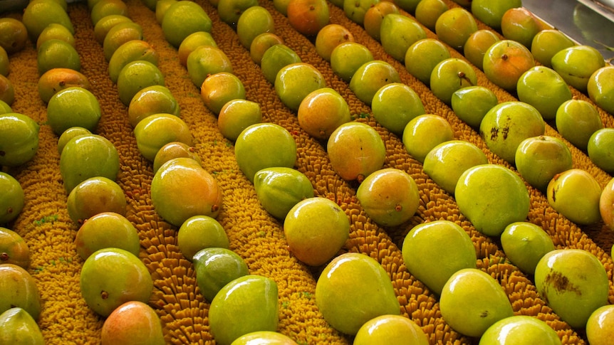 mangoes being washed in a packing shed.