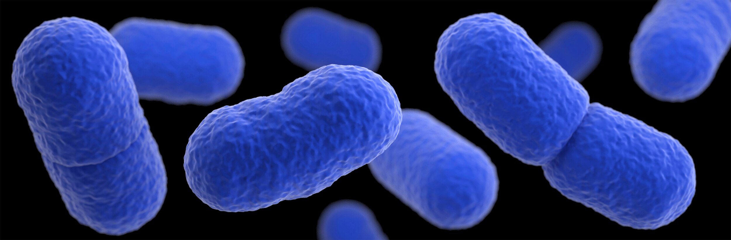 A group of listeria bacteria in blue.
