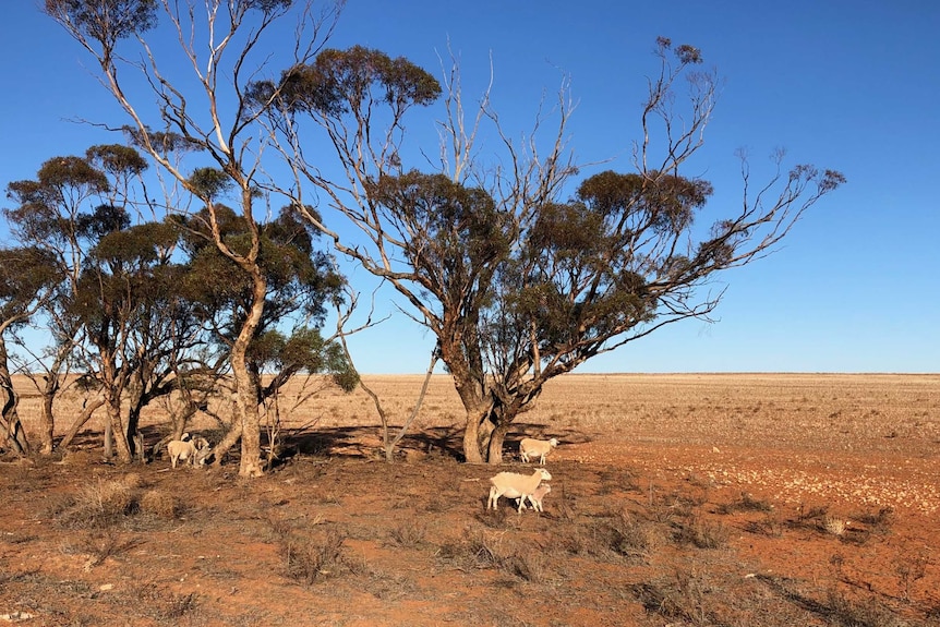 Sheep wander across barren ground at Meringur in northern Victoria.