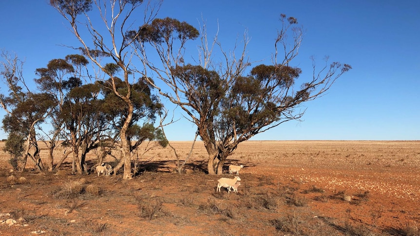 Sheep wander across barren ground at Meringur in northern Victoria.