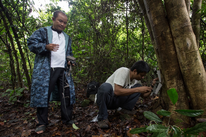 WWF officials set up a camera trap in a jungle area.